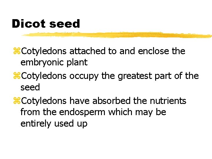Dicot seed z. Cotyledons attached to and enclose the embryonic plant z. Cotyledons occupy