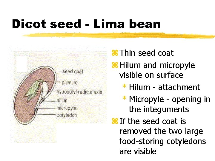 Dicot seed - Lima bean z Thin seed coat z Hilum and micropyle visible