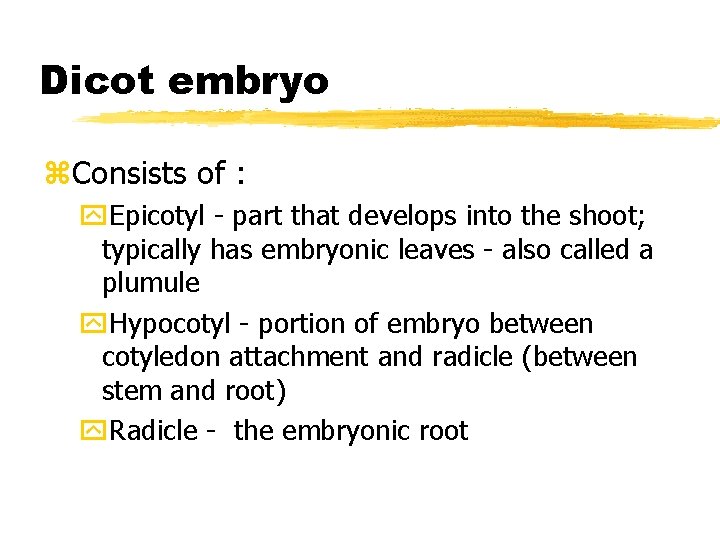 Dicot embryo z. Consists of : y. Epicotyl - part that develops into the