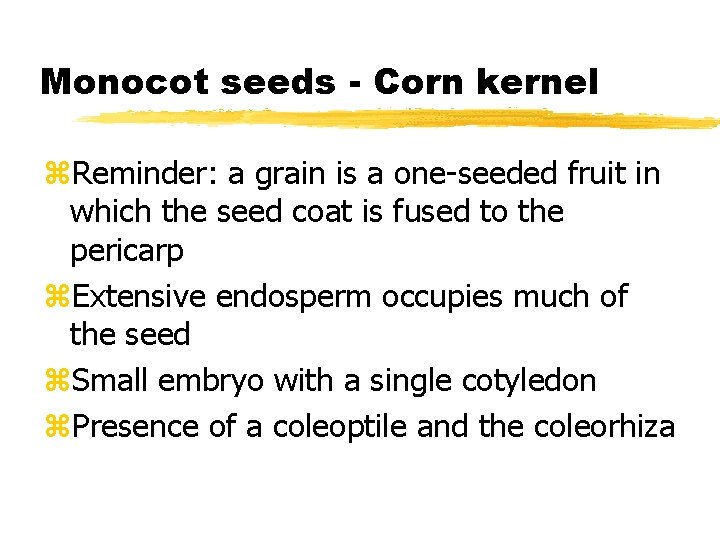 Monocot seeds - Corn kernel z. Reminder: a grain is a one-seeded fruit in