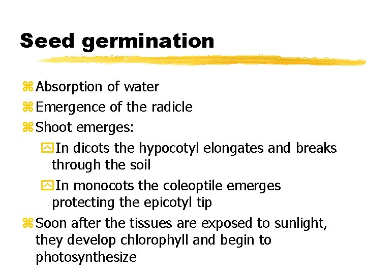 Seed germination z Absorption of water z Emergence of the radicle z Shoot emerges: