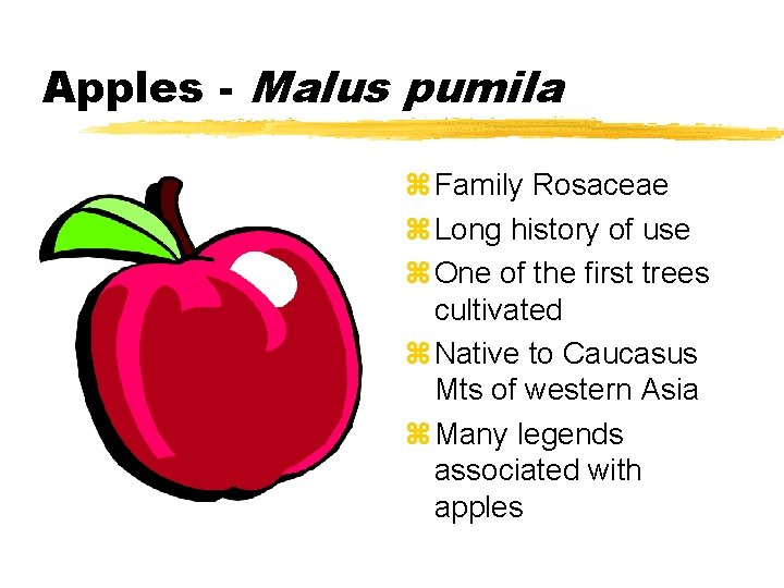 Apples - Malus pumila z Family Rosaceae z Long history of use z One