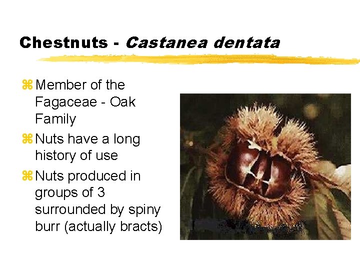 Chestnuts - Castanea dentata z Member of the Fagaceae - Oak Family z Nuts