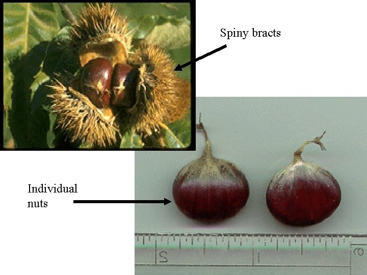 Spiny bracts Individual nuts 