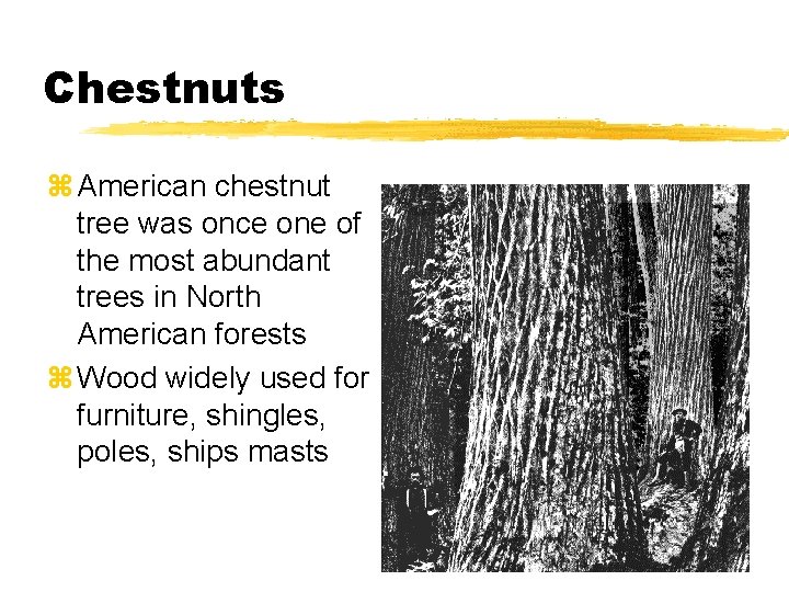 Chestnuts z American chestnut tree was once one of the most abundant trees in
