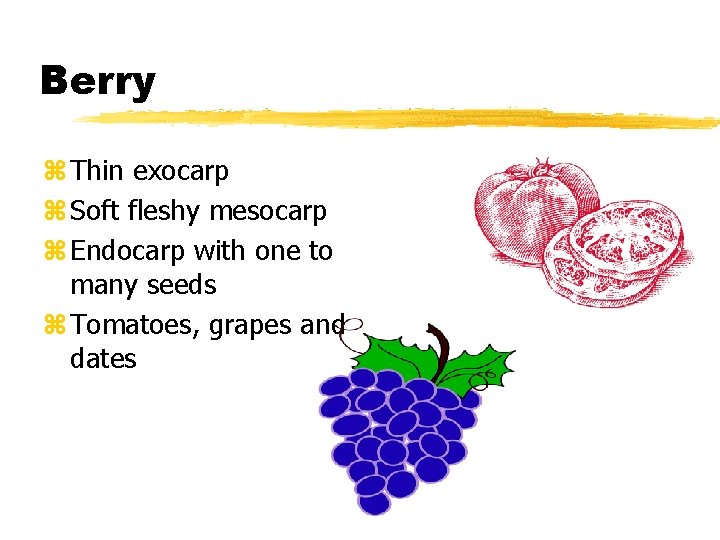 Berry z Thin exocarp z Soft fleshy mesocarp z Endocarp with one to many