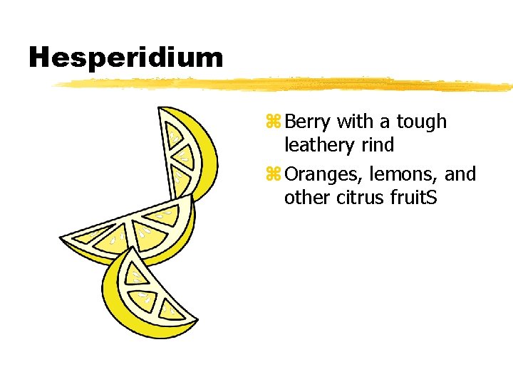 Hesperidium z Berry with a tough leathery rind z Oranges, lemons, and other citrus