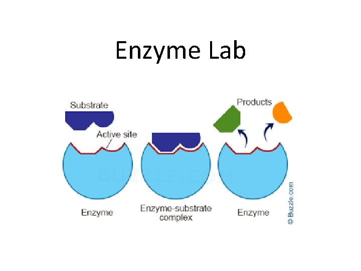 Enzyme Lab 