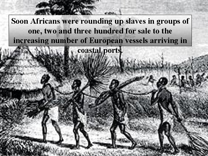 Soon Africans were rounding up slaves in groups of one, two and three hundred