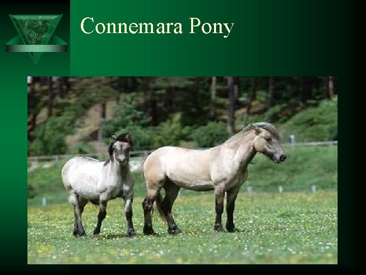 Connemara Pony 