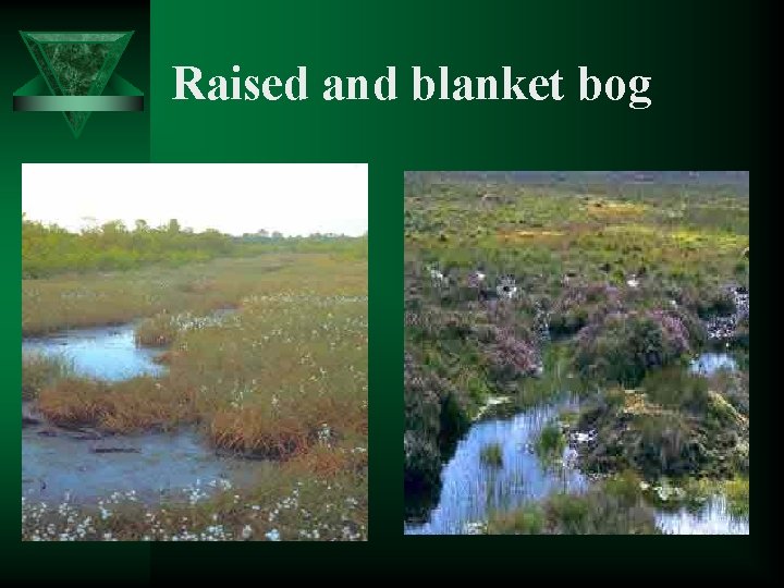 Raised and blanket bog 