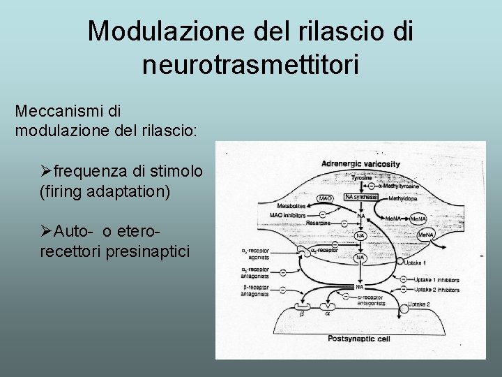 Modulazione del rilascio di neurotrasmettitori Meccanismi di modulazione del rilascio: Øfrequenza di stimolo (firing Modulazione del rilascio di neurotrasmettitori Meccanismi di modulazione del rilascio: Øfrequenza di stimolo (firing