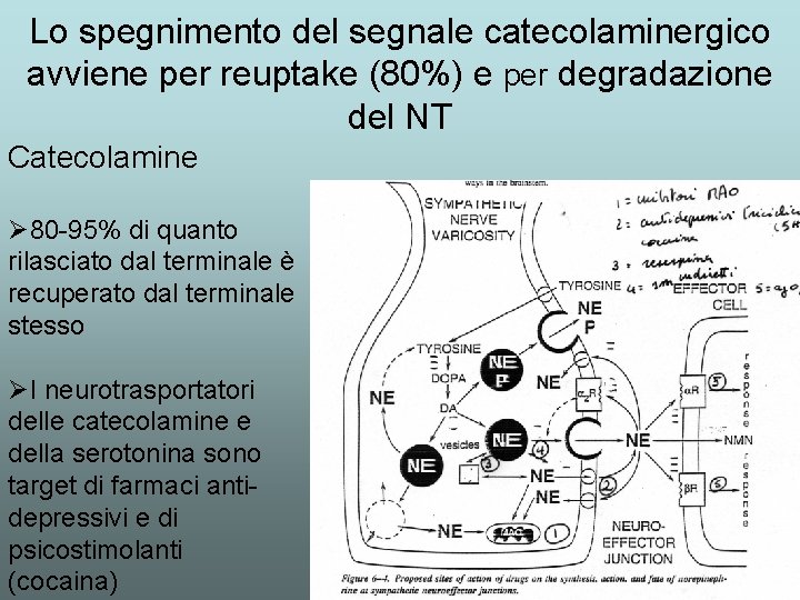 Lo spegnimento del segnale catecolaminergico avviene per reuptake (80%) e per degradazione del NT Lo spegnimento del segnale catecolaminergico avviene per reuptake (80%) e per degradazione del NT