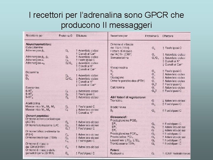 I recettori per l’adrenalina sono GPCR che producono II messaggeri 