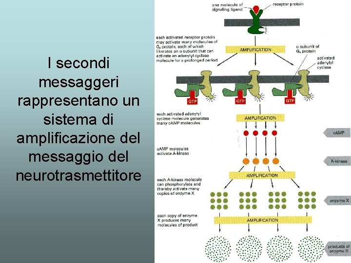 I secondi messaggeri rappresentano un sistema di amplificazione del messaggio del neurotrasmettitore I secondi messaggeri rappresentano un sistema di amplificazione del messaggio del neurotrasmettitore