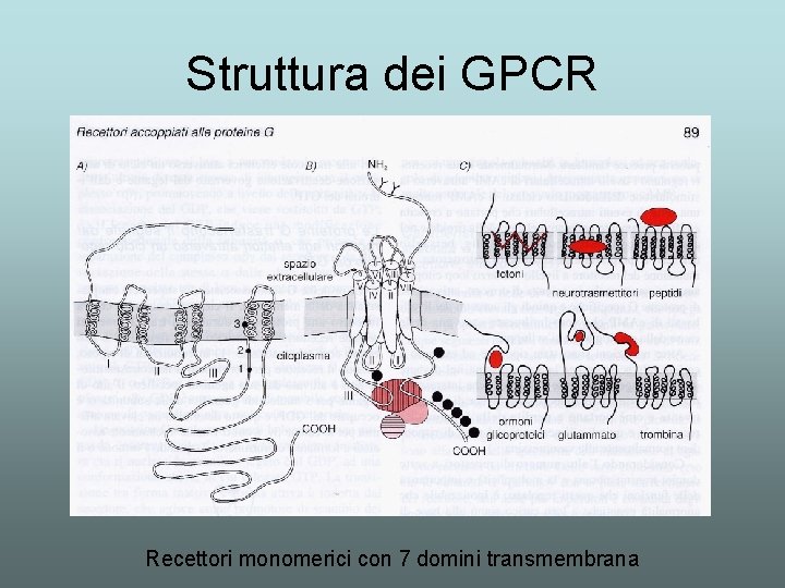 Struttura dei GPCR Recettori monomerici con 7 domini transmembrana 