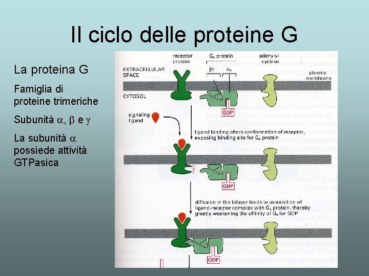 Il ciclo delle proteine G La proteina G Famiglia di proteine trimeriche Subunità a,