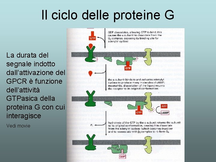 Il ciclo delle proteine G La durata del segnale indotto dall’attivazione del GPCR è