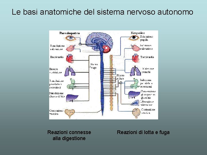 Le basi anatomiche del sistema nervoso autonomo Reazioni connesse alla digestione Reazioni di lotta