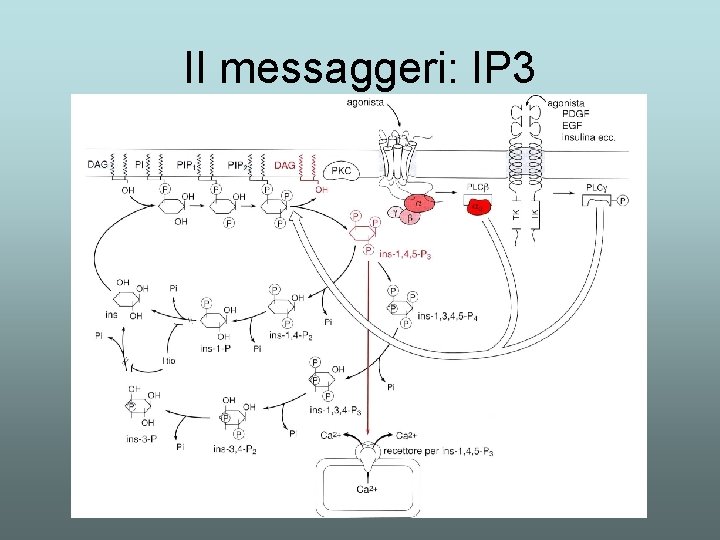 II messaggeri: IP 3 