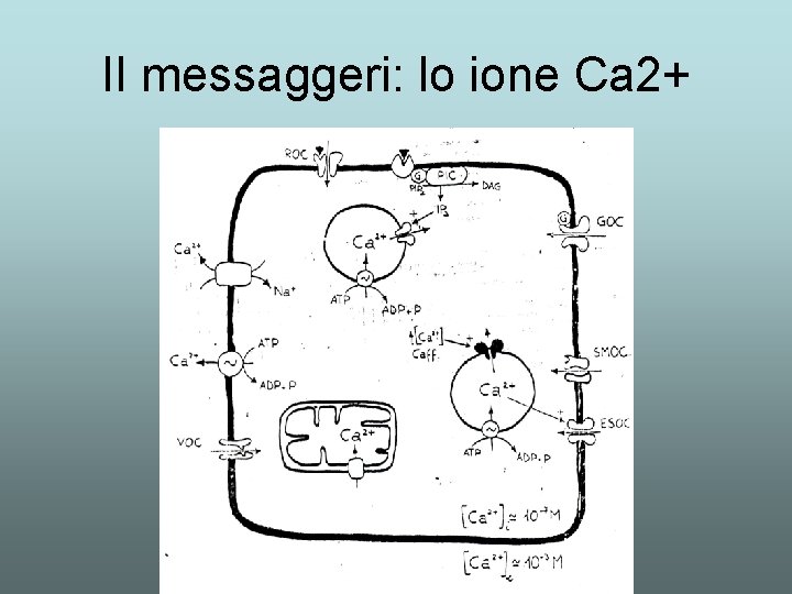 II messaggeri: lo ione Ca 2+ II messaggeri: lo ione Ca 2+