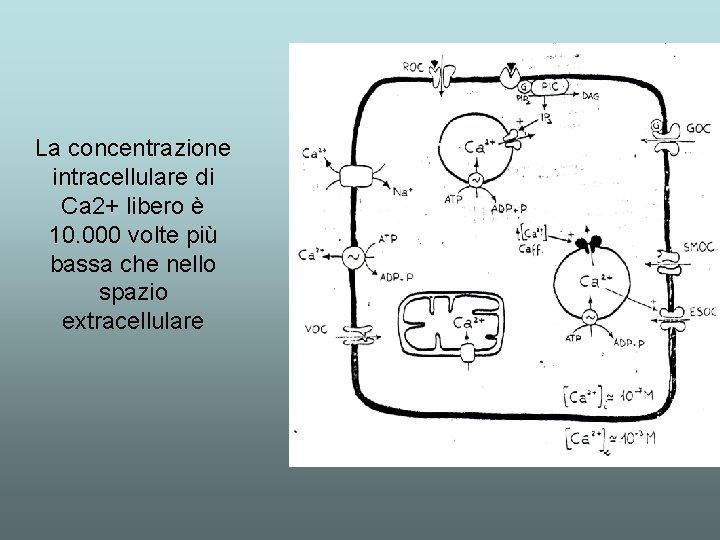 La concentrazione intracellulare di Ca 2+ libero è 10. 000 volte più bassa che La concentrazione intracellulare di Ca 2+ libero è 10. 000 volte più bassa che