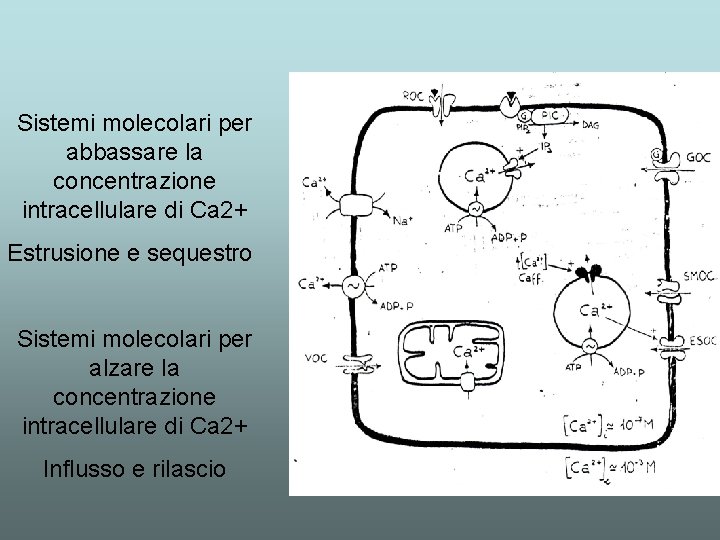 Sistemi molecolari per abbassare la concentrazione intracellulare di Ca 2+ Estrusione e sequestro Sistemi