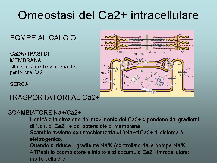 Omeostasi del Ca 2+ intracellulare POMPE AL CALCIO Ca 2+ATPASI DI MEMBRANA Alta affinità Omeostasi del Ca 2+ intracellulare POMPE AL CALCIO Ca 2+ATPASI DI MEMBRANA Alta affinità