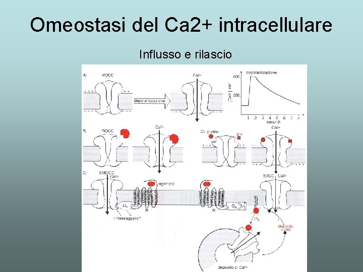 Omeostasi del Ca 2+ intracellulare Influsso e rilascio 