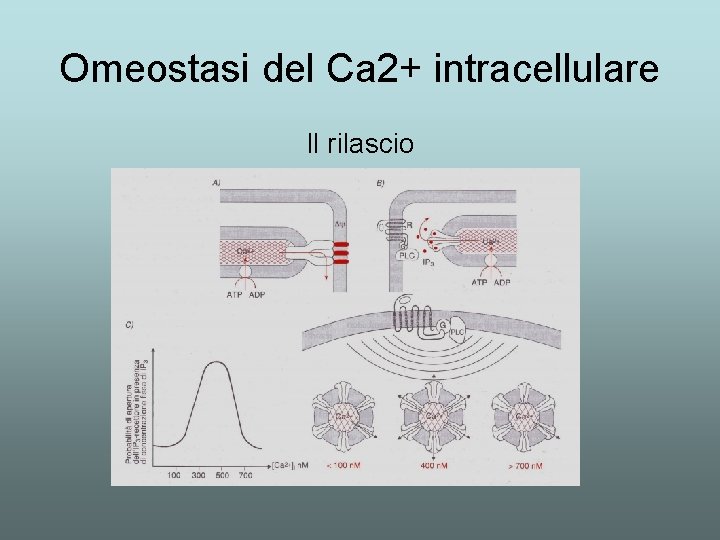 Omeostasi del Ca 2+ intracellulare Il rilascio 
