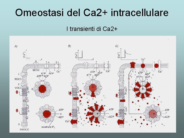 Omeostasi del Ca 2+ intracellulare I transienti di Ca 2+ Omeostasi del Ca 2+ intracellulare I transienti di Ca 2+