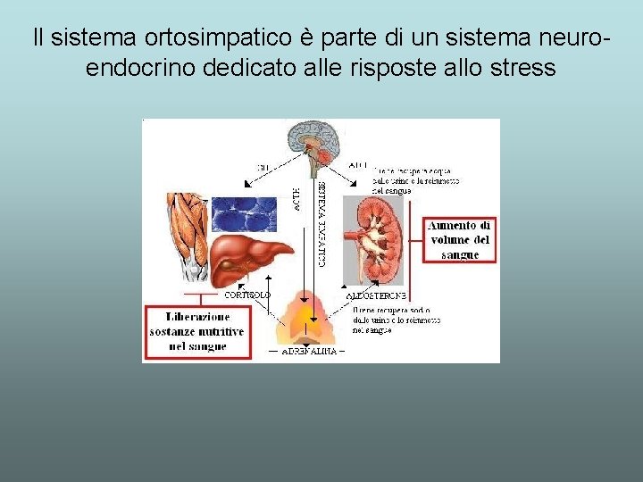 Il sistema ortosimpatico è parte di un sistema neuroendocrino dedicato alle risposte allo stress Il sistema ortosimpatico è parte di un sistema neuroendocrino dedicato alle risposte allo stress