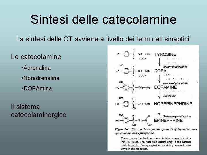 Sintesi delle catecolamine La sintesi delle CT avviene a livello dei terminali sinaptici Le Sintesi delle catecolamine La sintesi delle CT avviene a livello dei terminali sinaptici Le