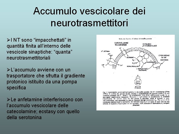 Accumulo vescicolare dei neurotrasmettitori ØI NT sono “impacchettati” in quantità finita all’interno delle vescicole