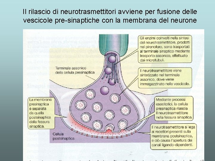 Il rilascio di neurotrasmettitori avviene per fusione delle vescicole pre-sinaptiche con la membrana del Il rilascio di neurotrasmettitori avviene per fusione delle vescicole pre-sinaptiche con la membrana del