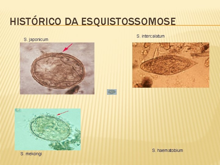 HISTÓRICO DA ESQUISTOSSOMOSE S. japonicum S. mekongi S. intercalatum S. haematobium 