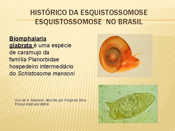 HISTÓRICO DA ESQUISTOSSOMOSE NO BRASIL Biomphalaria glabrata é uma espécie de caramujo da família