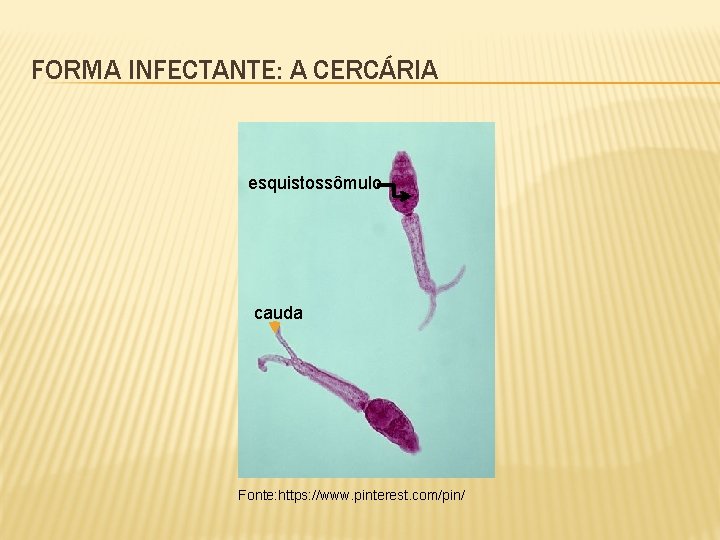 FORMA INFECTANTE: A CERCÁRIA esquistossômulo cauda Fonte: https: //www. pinterest. com/pin/ 