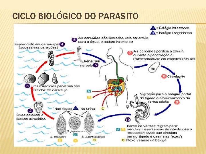 CICLO BIOLÓGICO DO PARASITO 