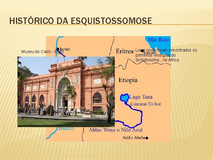 HISTÓRICO DA ESQUISTOSSOMOSE Museu do Cairo - Egito Local onde foram encontrados os primeiros