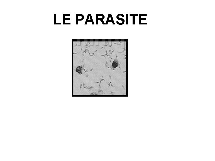 LE PARASITE LE PARASITE