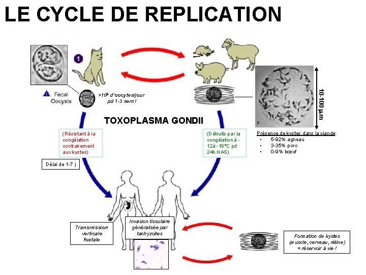 LE CYCLE DE REPLICATION 10 -100 m m >106 d’oocytes/jour pd 1 -3 sem LE CYCLE DE REPLICATION 10 -100 m m >106 d’oocytes/jour pd 1 -3 sem