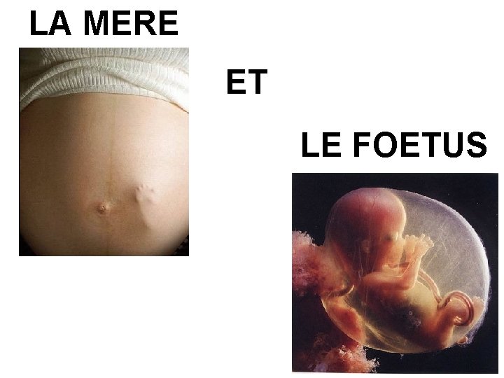 LA MERE ET LE FOETUS LA MERE ET LE FOETUS