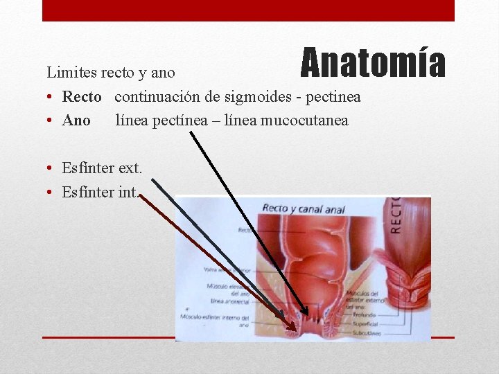 Anatomía Limites recto y ano • Recto continuación de sigmoides - pectinea • Ano