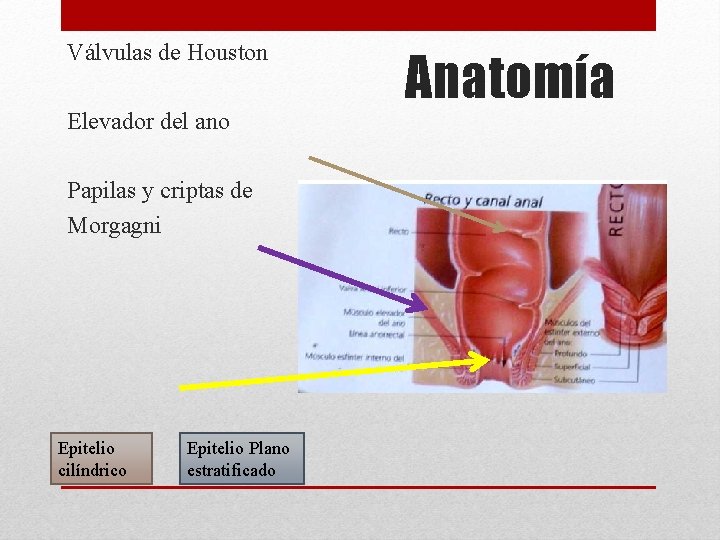 Válvulas de Houston Elevador del ano Papilas y criptas de Morgagni Epitelio cilíndrico Epitelio