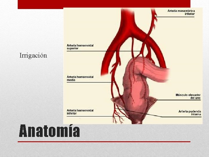 Irrigación Anatomía 