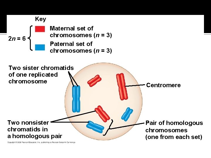 Fig. 13 -4 Key 2 n = 6 Maternal set of chromosomes (n =