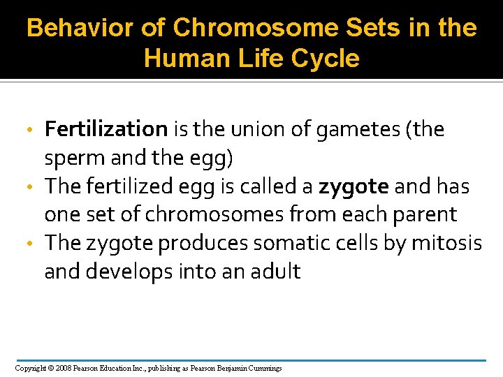 Behavior of Chromosome Sets in the Human Life Cycle Fertilization is the union of