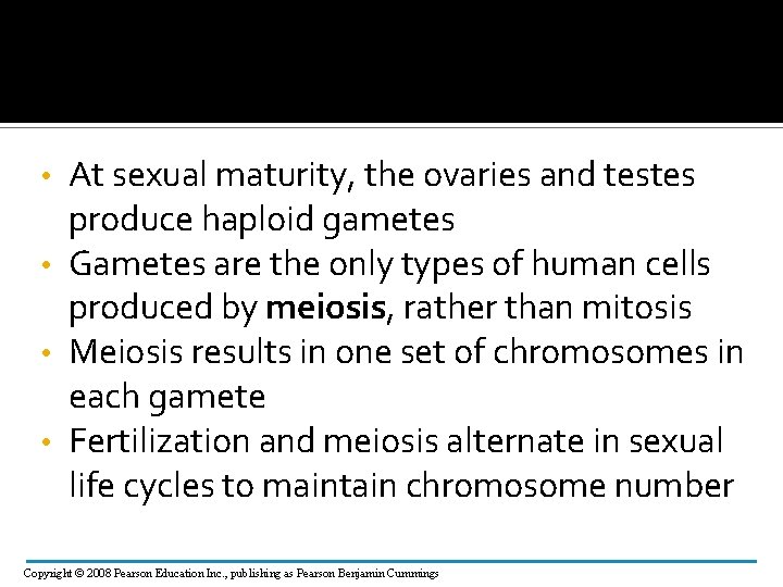 At sexual maturity, the ovaries and testes produce haploid gametes • Gametes are the