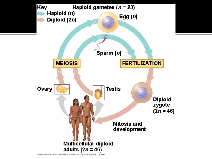 Fig. 13 -5 Key Haploid gametes (n = 23) Haploid (n) Egg (n) Diploid